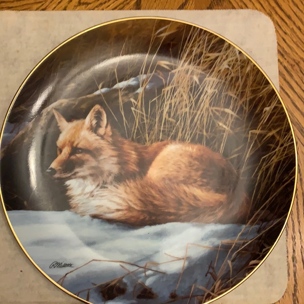 Winter repose- red fox